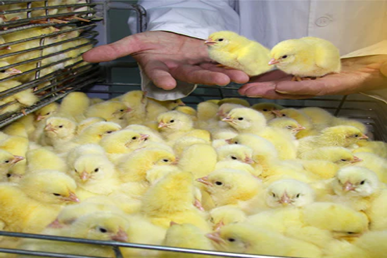 Two Girls working together