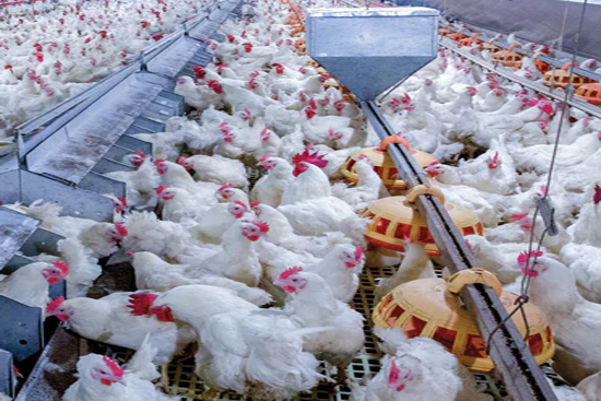Two Girls working together